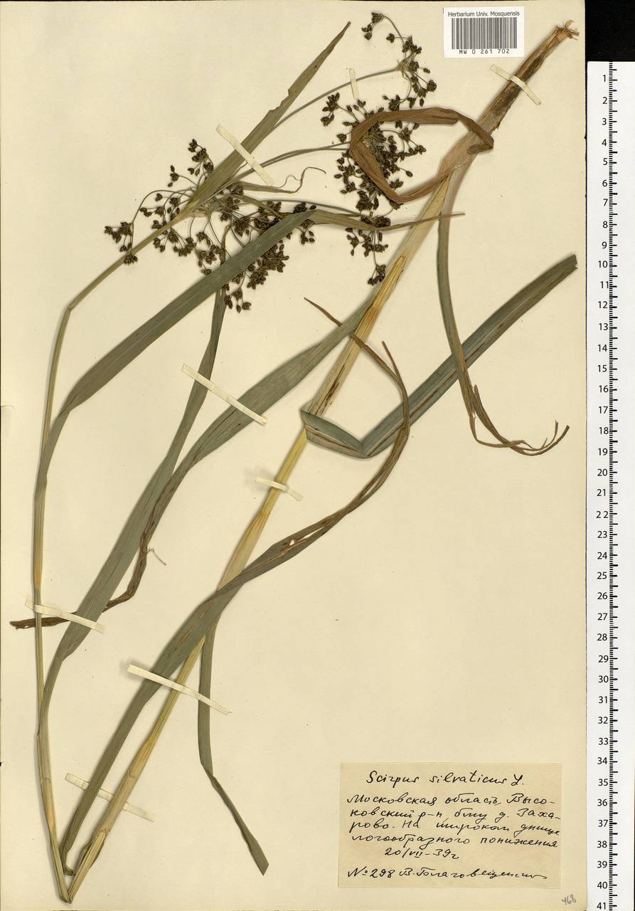 Scirpus sylvaticus L., Eastern Europe, Moscow region (E4a) (Russia)