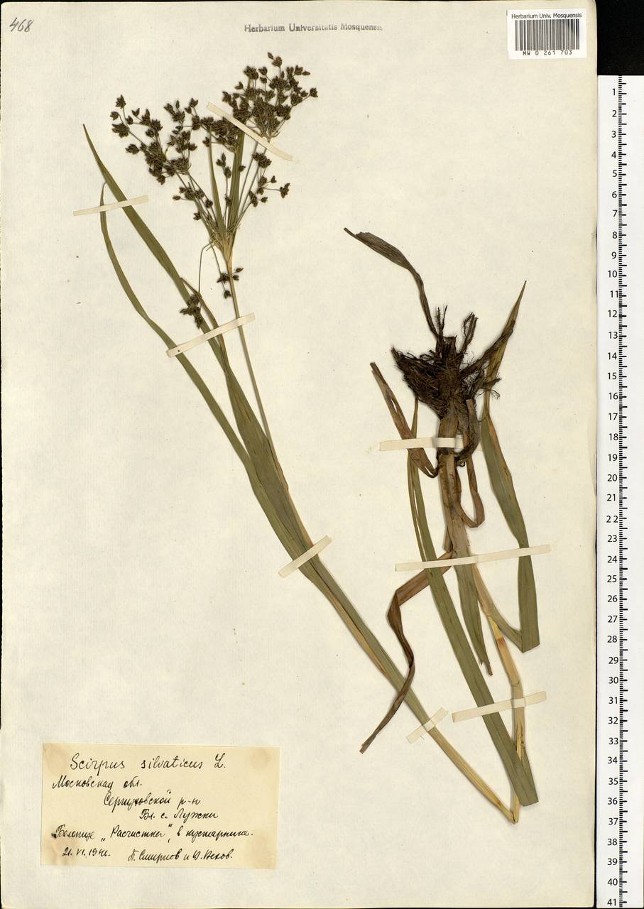 Scirpus sylvaticus L., Eastern Europe, Moscow region (E4a) (Russia)