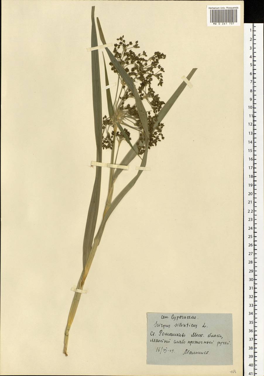 Scirpus sylvaticus L., Eastern Europe, Moscow region (E4a) (Russia)