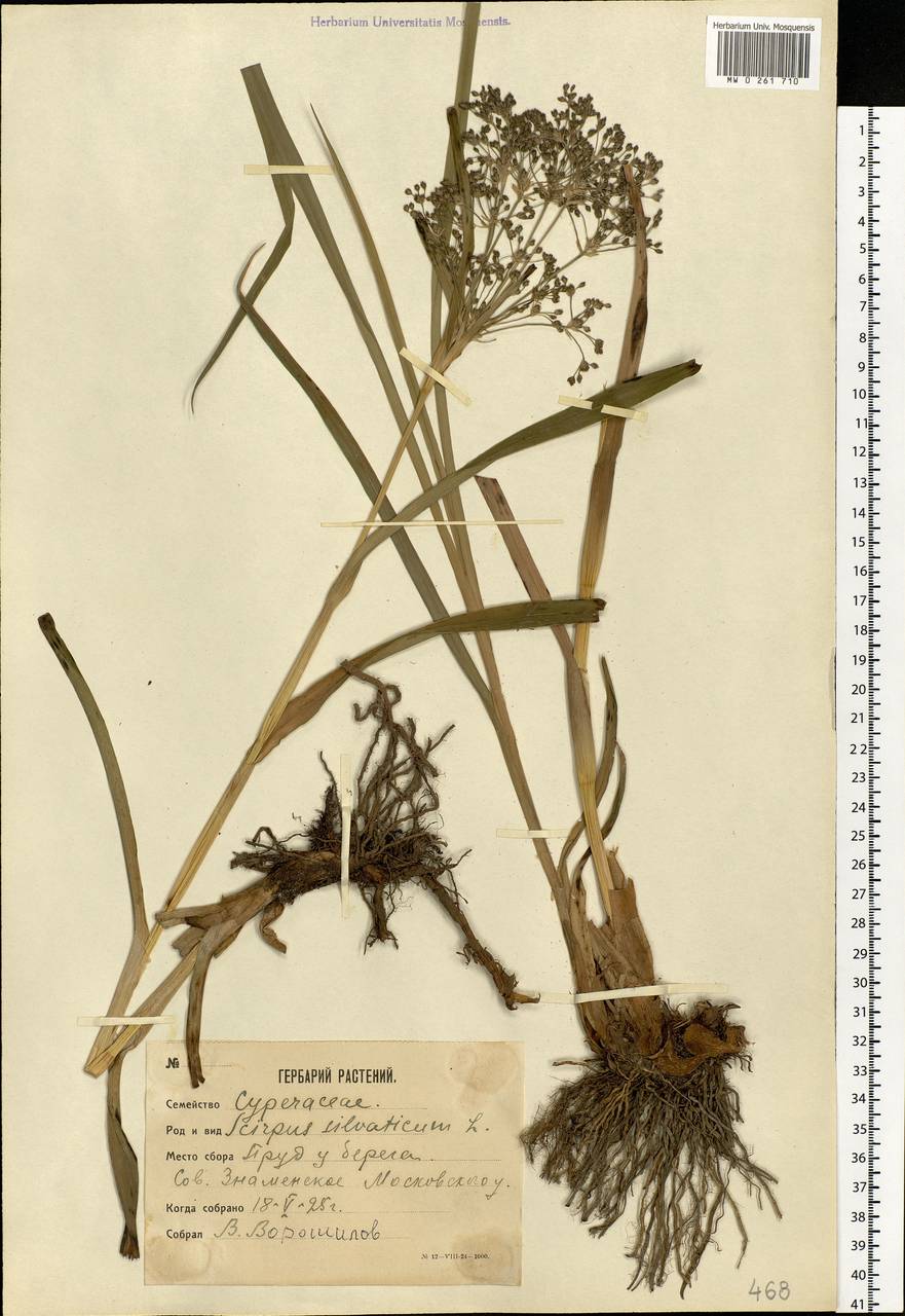 Scirpus sylvaticus L., Eastern Europe, Moscow region (E4a) (Russia)