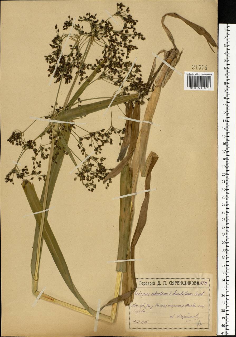 Scirpus sylvaticus L., Eastern Europe, Moscow region (E4a) (Russia)