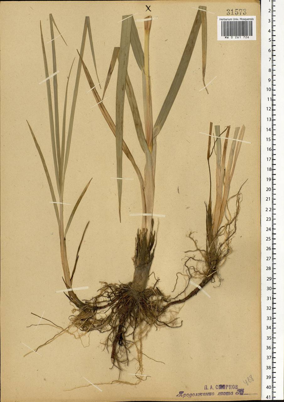 Scirpus sylvaticus L., Eastern Europe, Moscow region (E4a) (Russia)