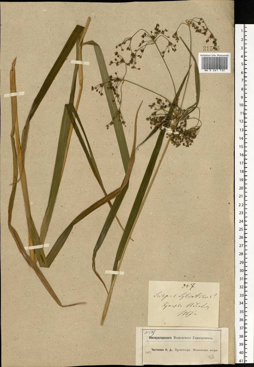 Scirpus sylvaticus L., Eastern Europe, Moscow region (E4a) (Russia)