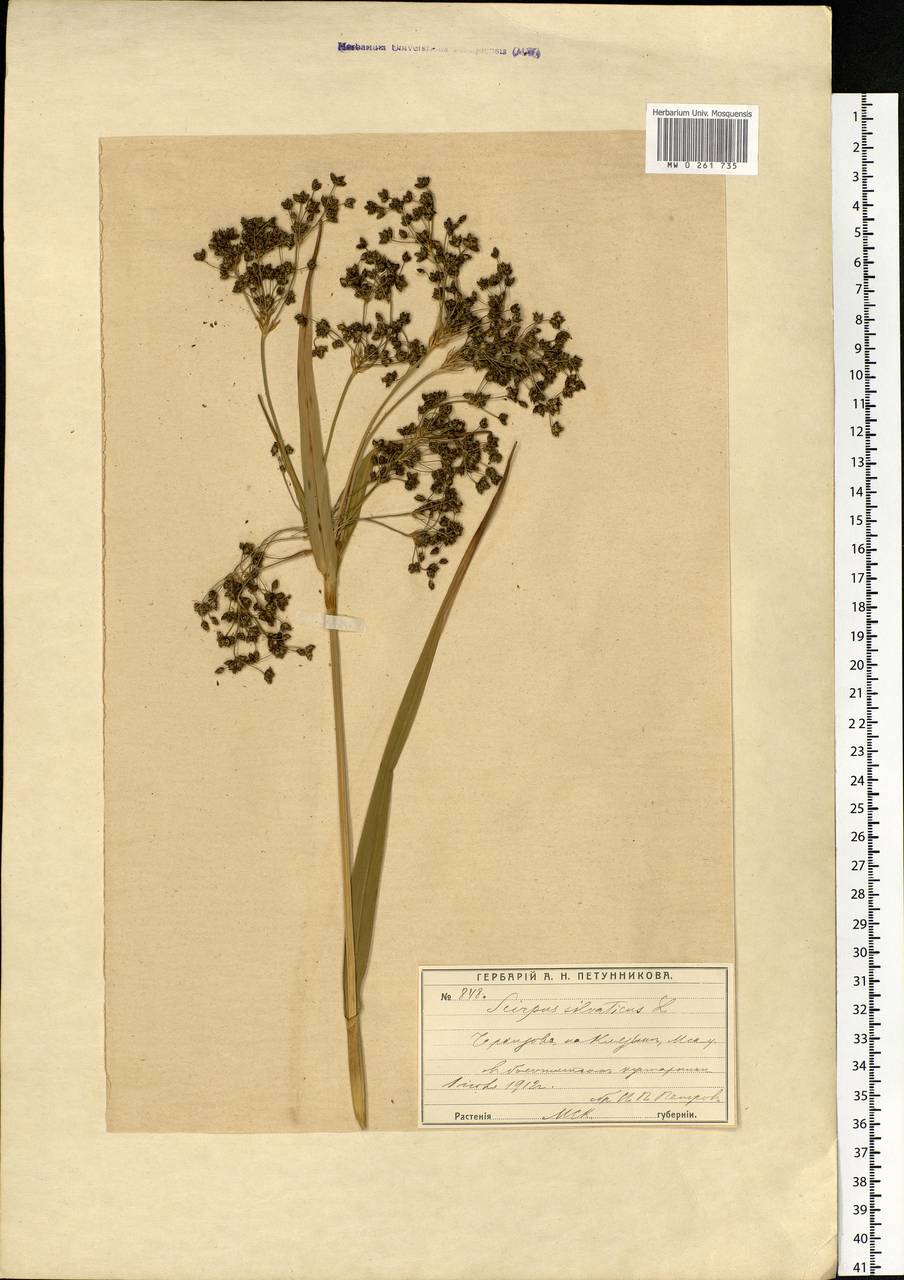 Scirpus sylvaticus L., Eastern Europe, Moscow region (E4a) (Russia)