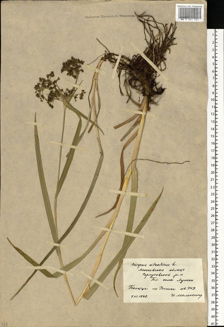 Scirpus sylvaticus L., Eastern Europe, Moscow region (E4a) (Russia)