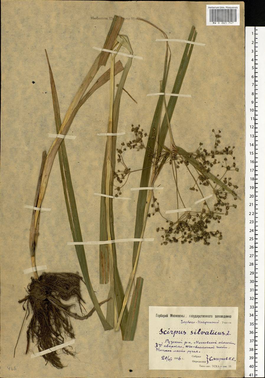 Scirpus sylvaticus L., Eastern Europe, Moscow region (E4a) (Russia)