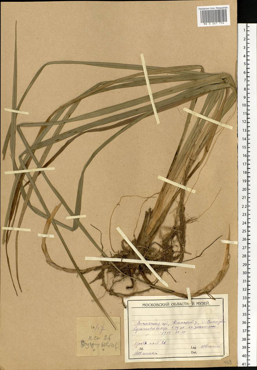 Scirpus sylvaticus L., Eastern Europe, Moscow region (E4a) (Russia)