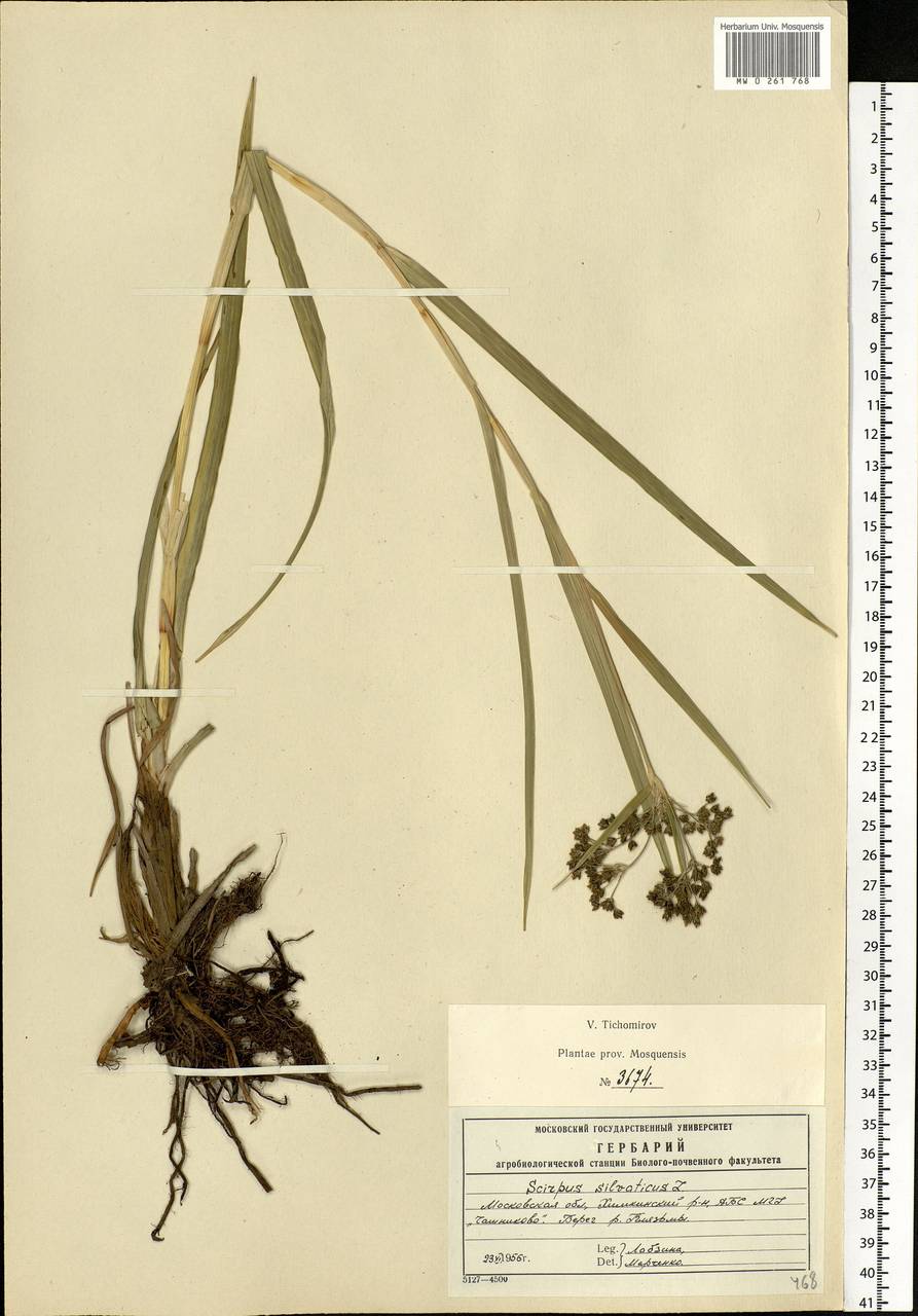 Scirpus sylvaticus L., Eastern Europe, Moscow region (E4a) (Russia)