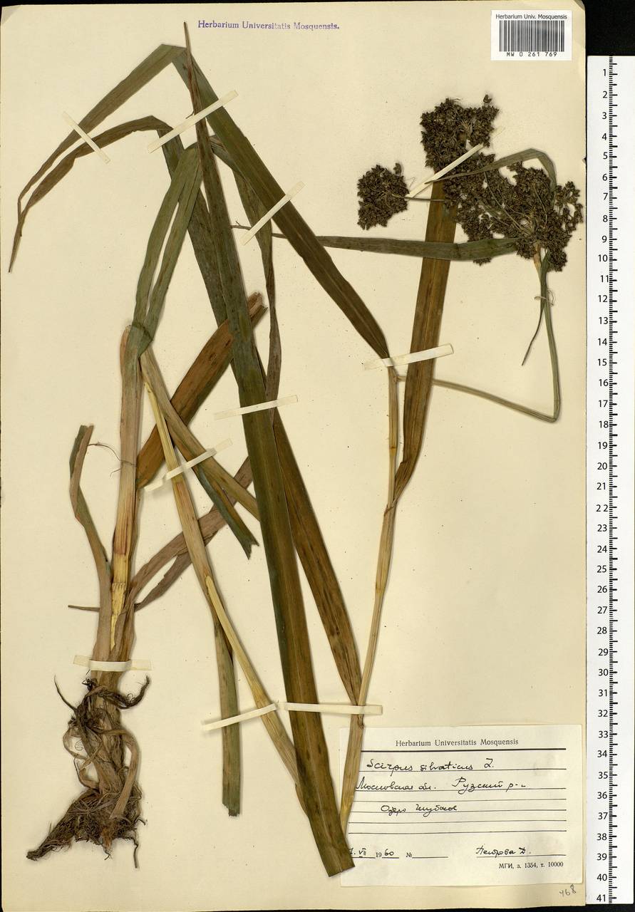 Scirpus sylvaticus L., Eastern Europe, Moscow region (E4a) (Russia)