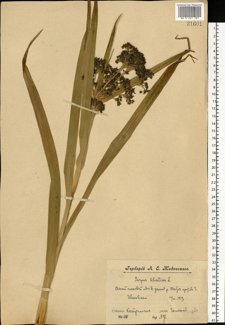 Scirpus sylvaticus L., Eastern Europe, Central forest region (E5) (Russia)