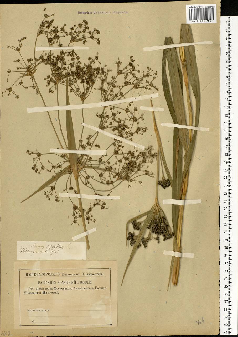 Scirpus sylvaticus L., Eastern Europe, Central forest region (E5) (Russia)