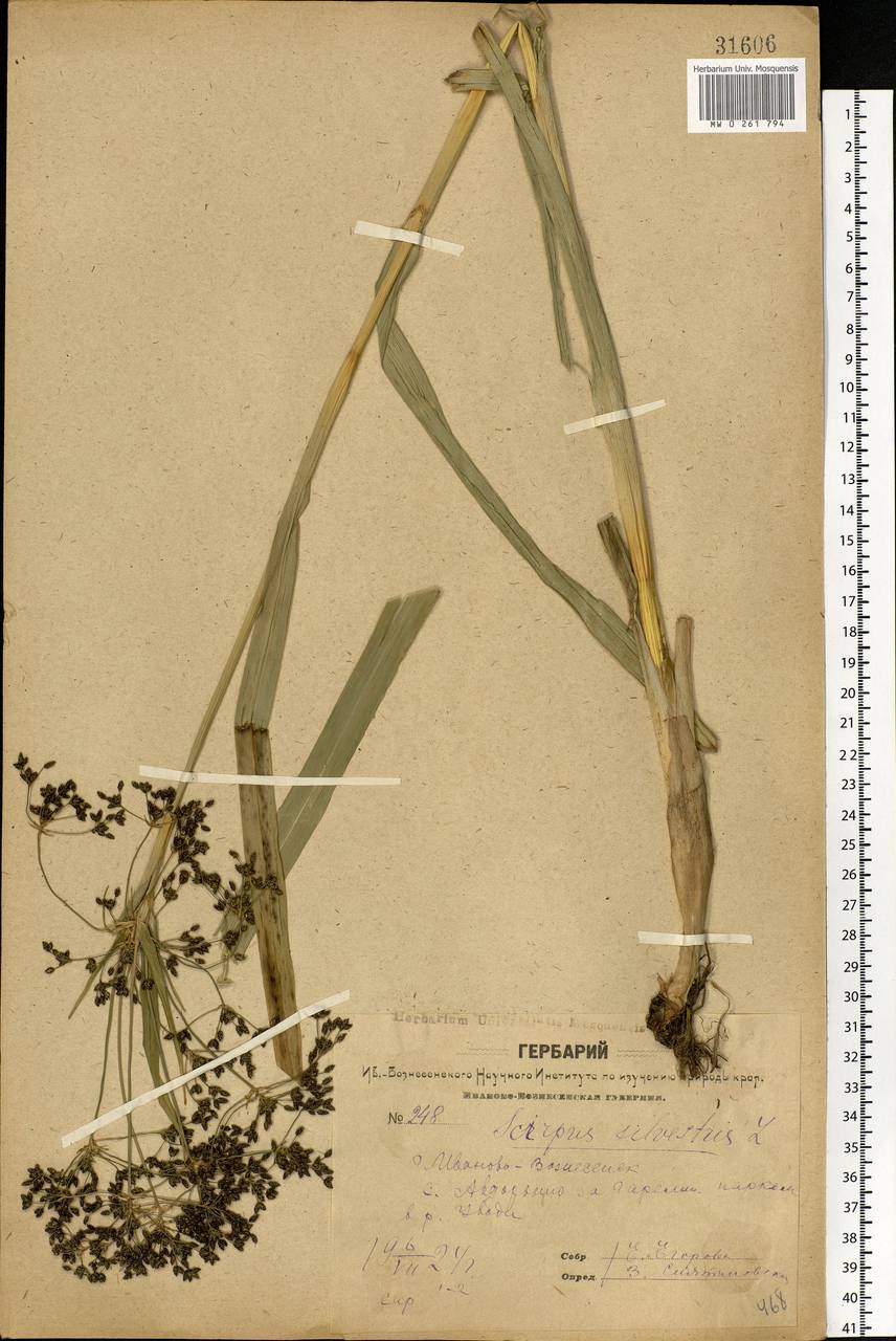 Scirpus sylvaticus L., Eastern Europe, Central forest region (E5) (Russia)
