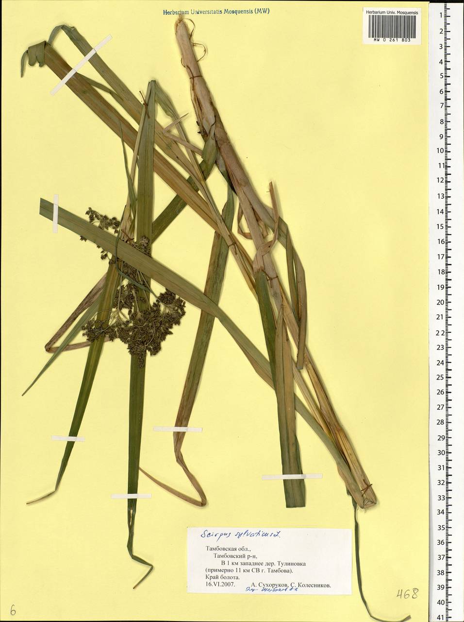 Scirpus sylvaticus L., Eastern Europe, Central forest-and-steppe region (E6) (Russia)