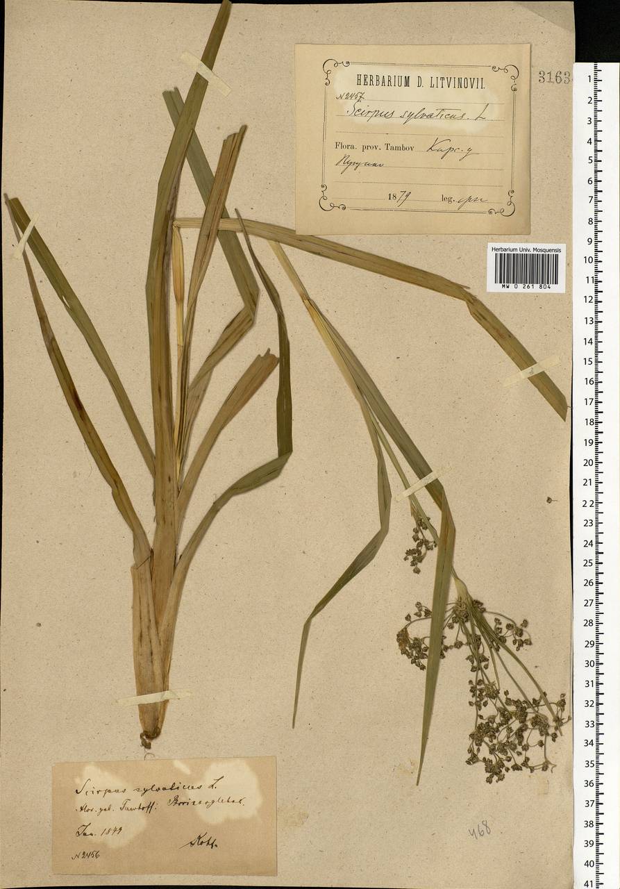 Scirpus sylvaticus L., Eastern Europe, Central forest-and-steppe region (E6) (Russia)