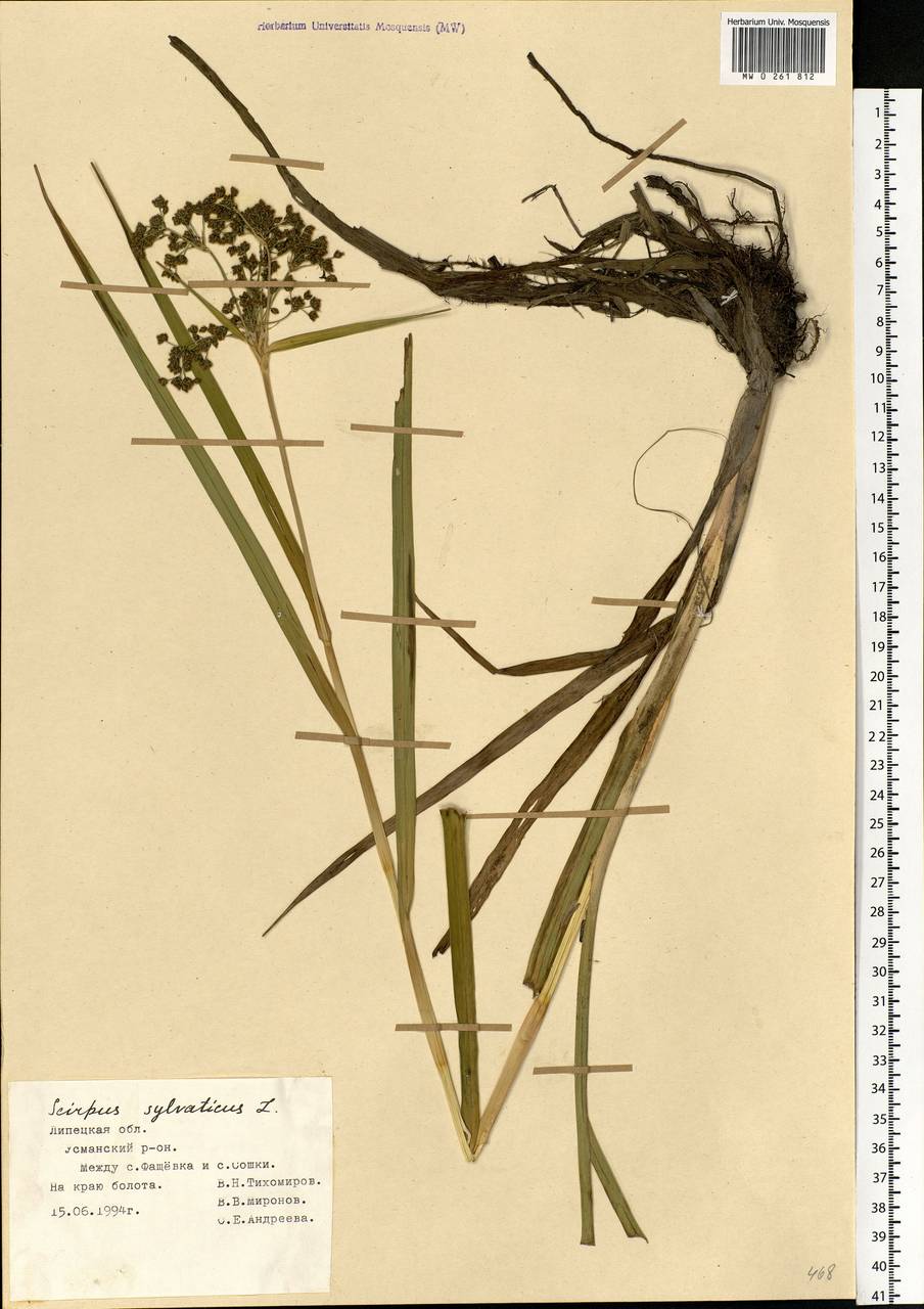 Scirpus sylvaticus L., Eastern Europe, Central forest-and-steppe region (E6) (Russia)