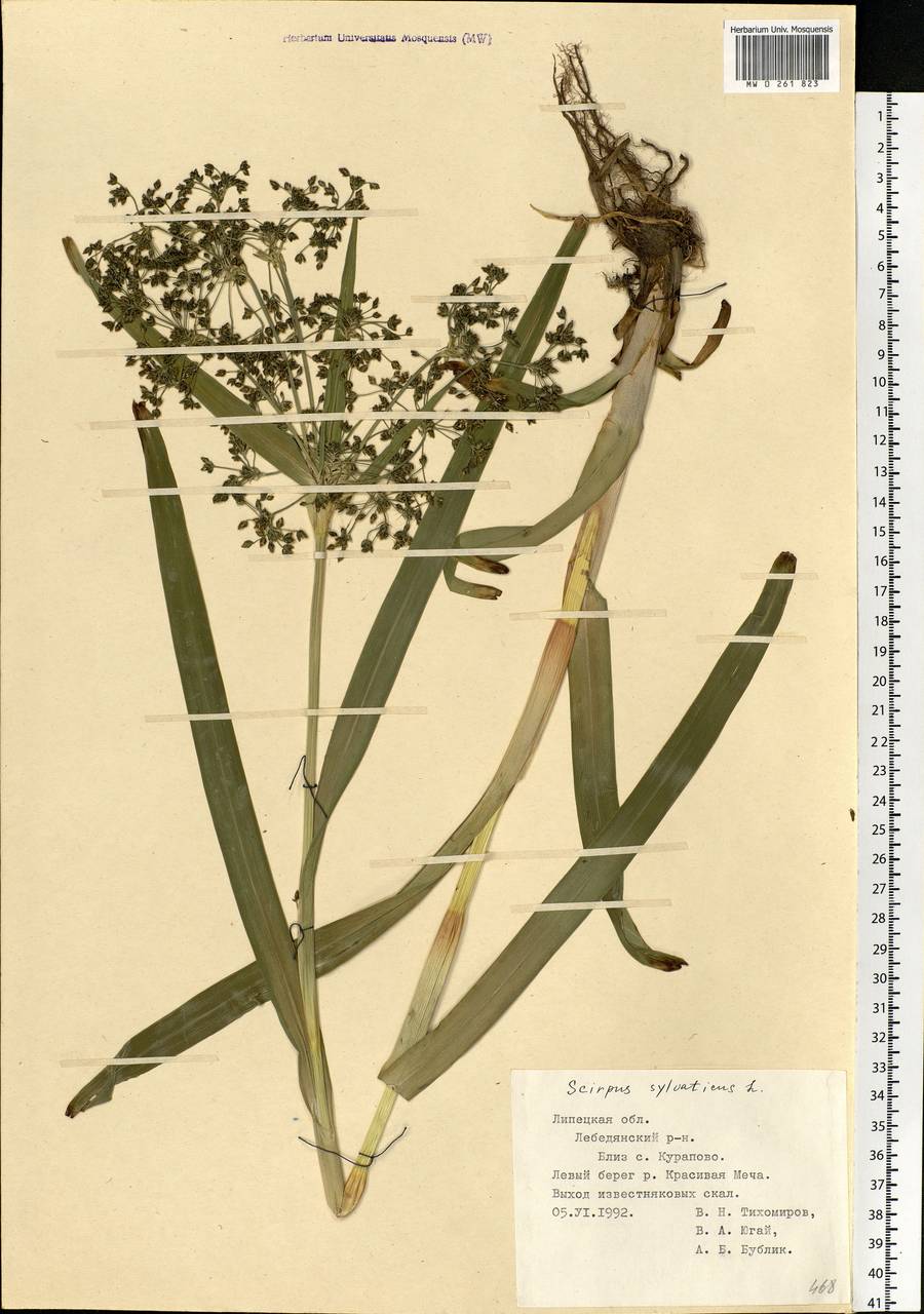 Scirpus sylvaticus L., Eastern Europe, Central forest-and-steppe region (E6) (Russia)