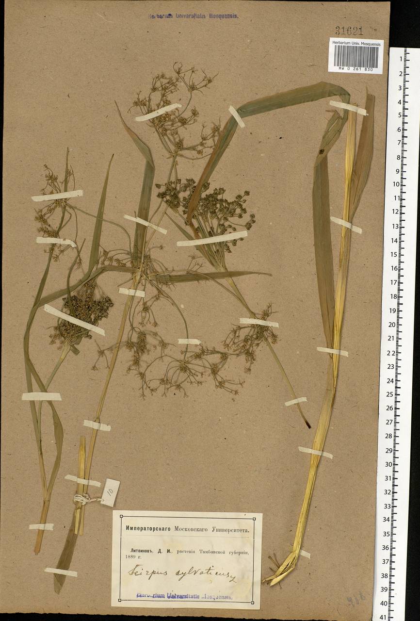 Scirpus sylvaticus L., Eastern Europe, Central forest-and-steppe region (E6) (Russia)