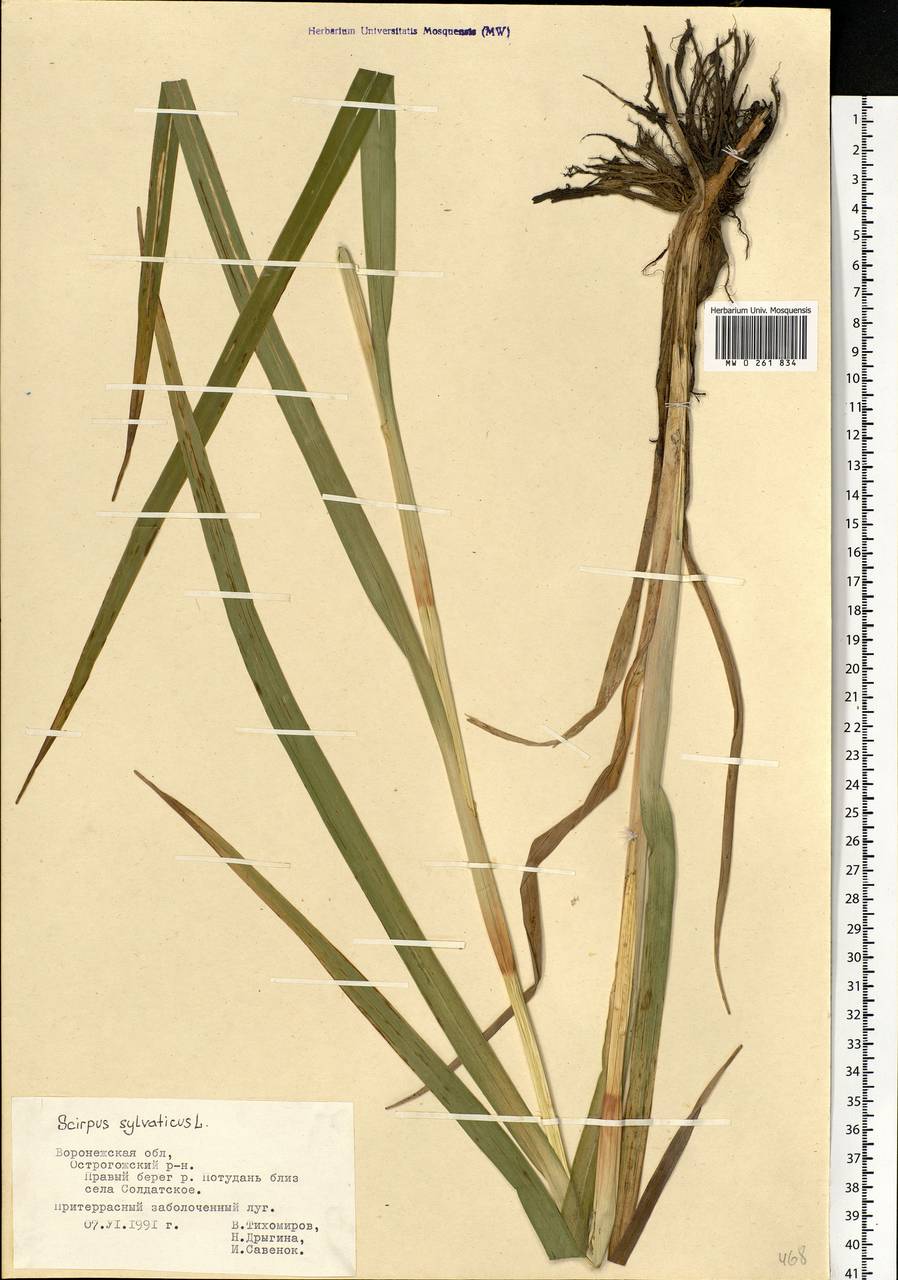 Scirpus sylvaticus L., Eastern Europe, Central forest-and-steppe region (E6) (Russia)