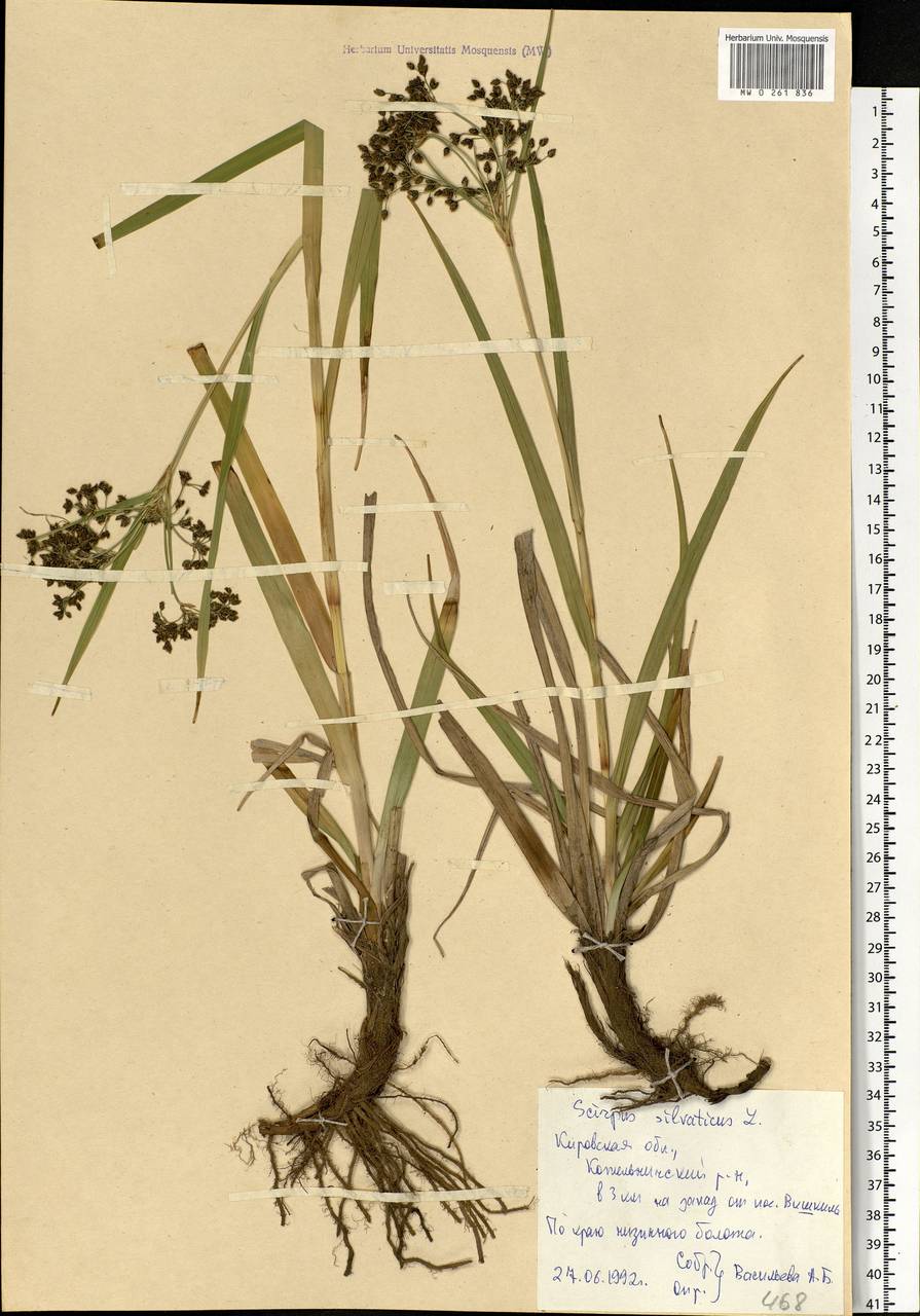 Scirpus sylvaticus L., Eastern Europe, Volga-Kama region (E7) (Russia)