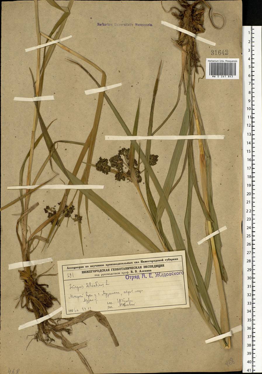 Scirpus sylvaticus L., Eastern Europe, Volga-Kama region (E7) (Russia)