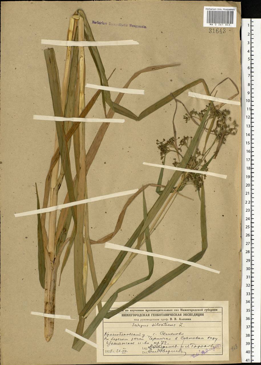 Scirpus sylvaticus L., Eastern Europe, Volga-Kama region (E7) (Russia)