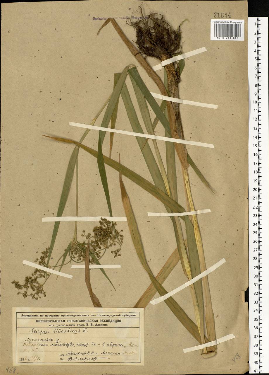 Scirpus sylvaticus L., Eastern Europe, Volga-Kama region (E7) (Russia)