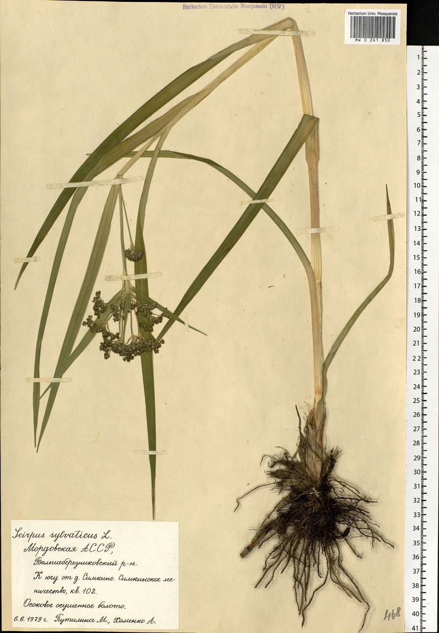 Scirpus sylvaticus L., Eastern Europe, Middle Volga region (E8) (Russia)