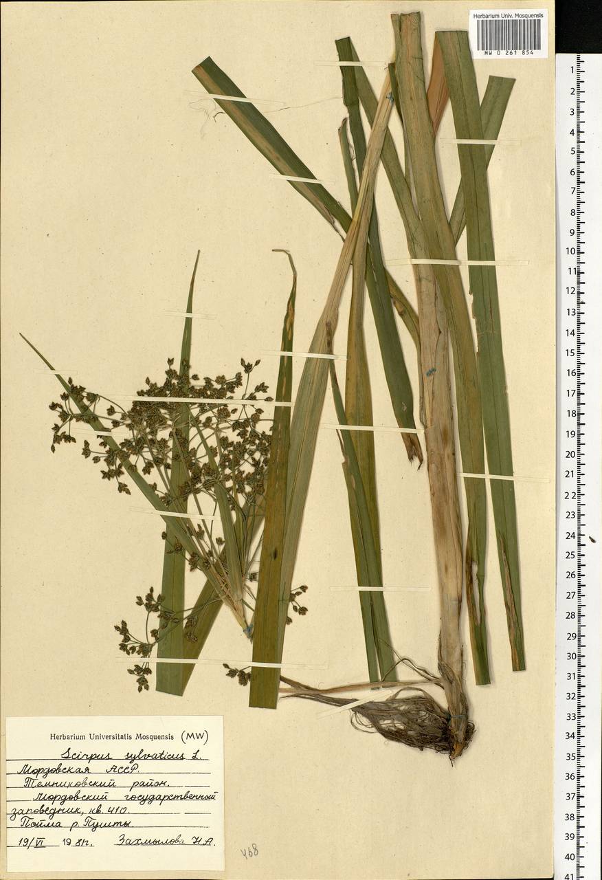 Scirpus sylvaticus L., Eastern Europe, Middle Volga region (E8) (Russia)