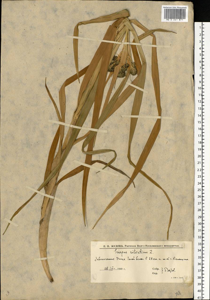 Scirpus sylvaticus L., Eastern Europe, Lower Volga region (E9) (Russia)