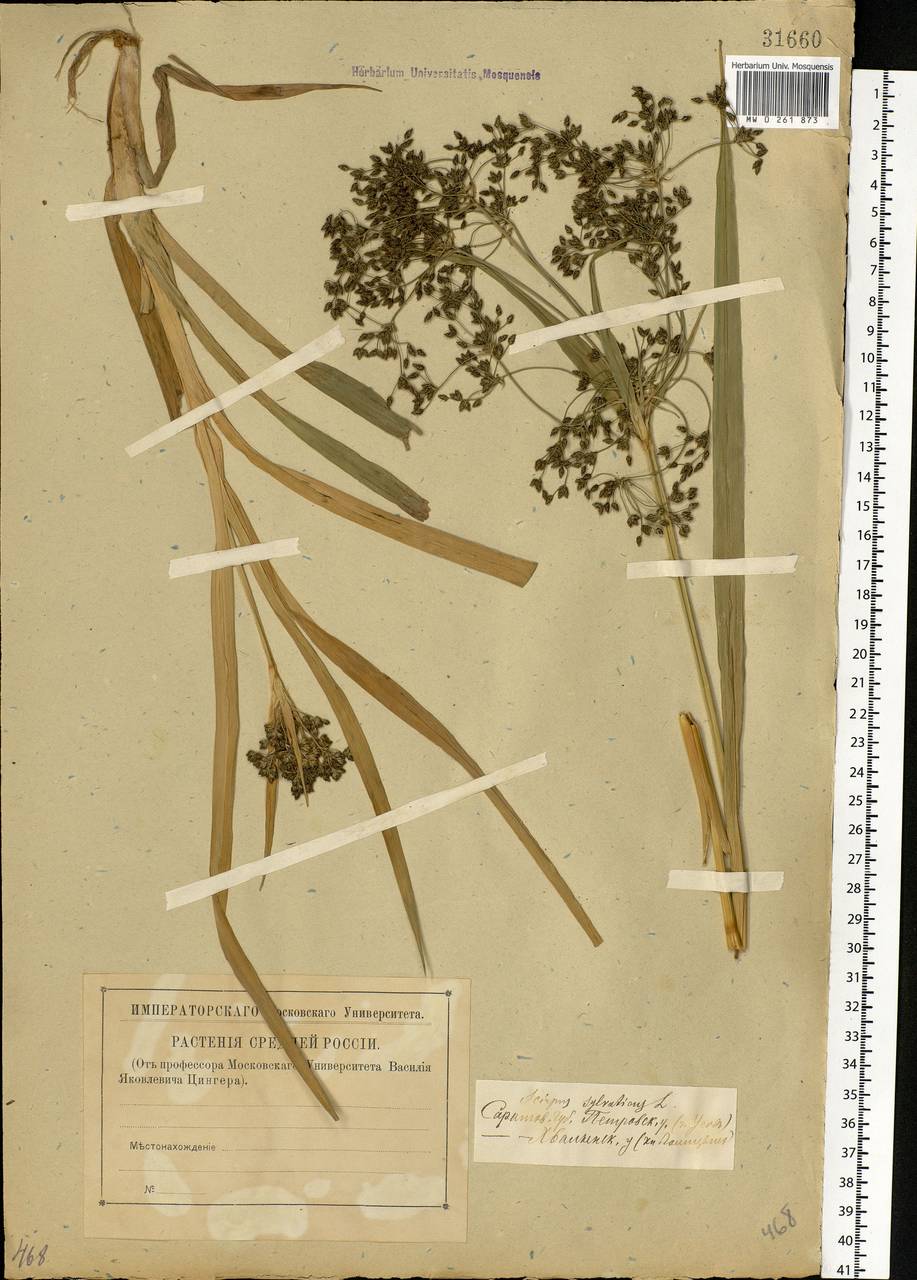 Scirpus sylvaticus L., Eastern Europe, Lower Volga region (E9) (Russia)