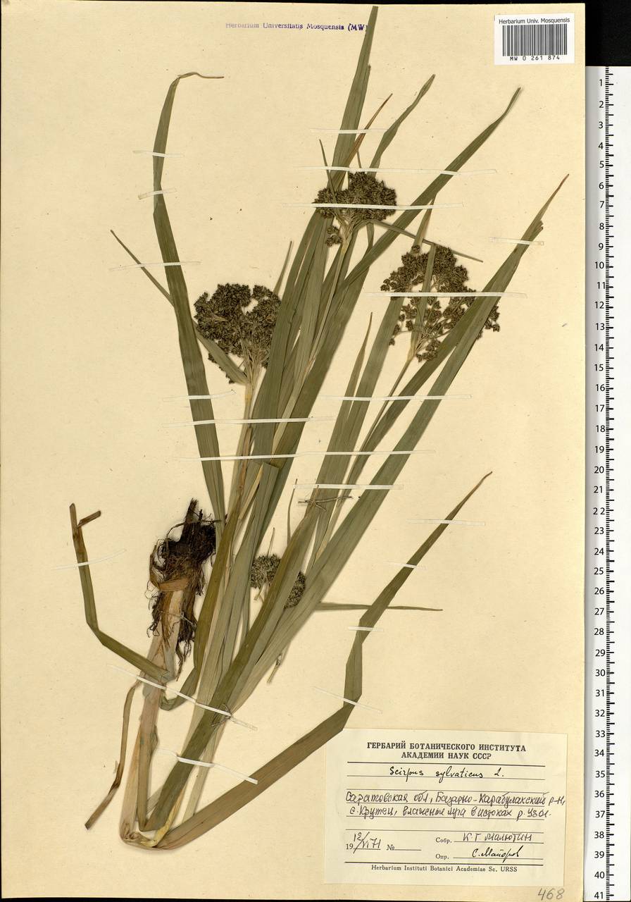 Scirpus sylvaticus L., Eastern Europe, Lower Volga region (E9) (Russia)