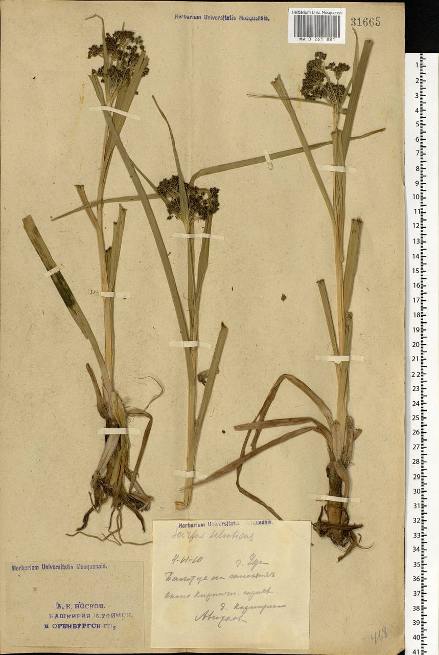 Scirpus sylvaticus L., Eastern Europe, Eastern region (E10) (Russia)