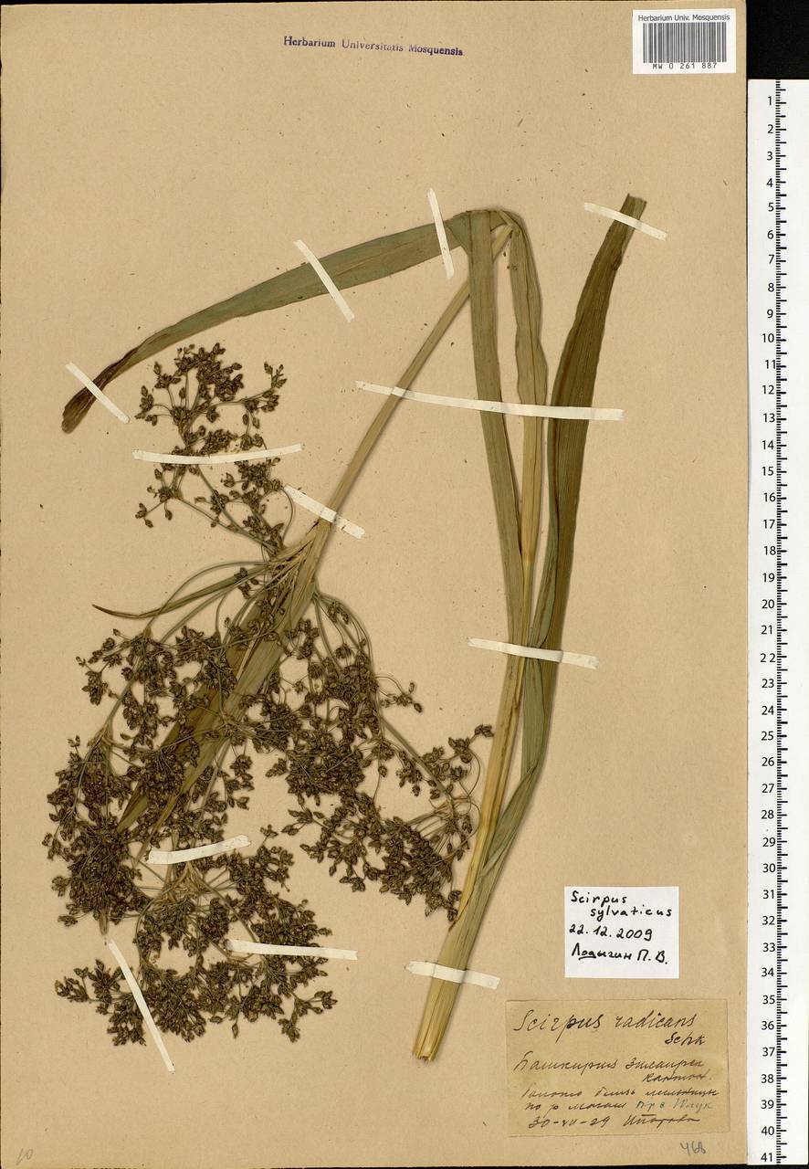 Scirpus sylvaticus L., Eastern Europe, Eastern region (E10) (Russia)