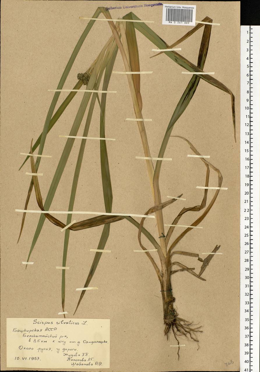 Scirpus sylvaticus L., Eastern Europe, Eastern region (E10) (Russia)