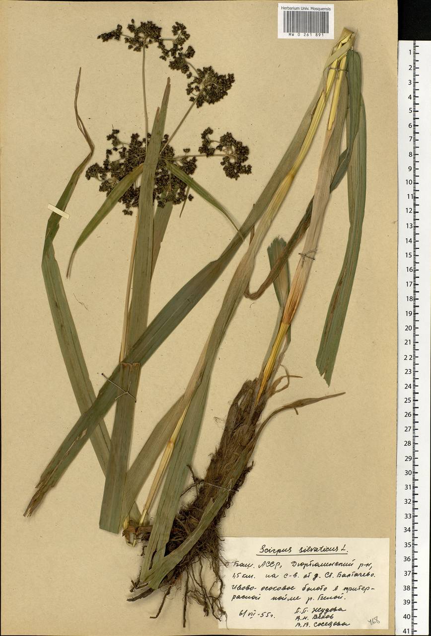 Scirpus sylvaticus L., Eastern Europe, Eastern region (E10) (Russia)