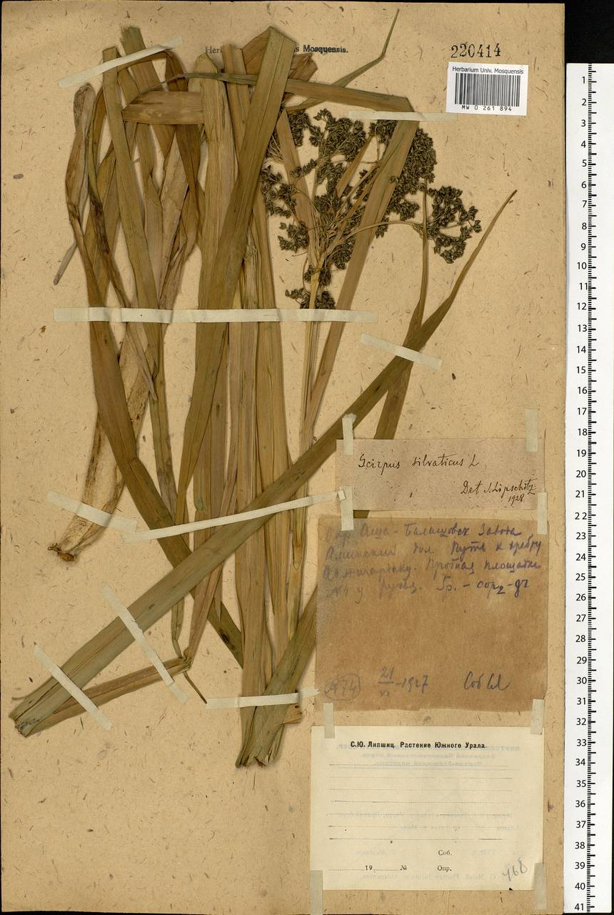 Scirpus sylvaticus L., Eastern Europe, Eastern region (E10) (Russia)