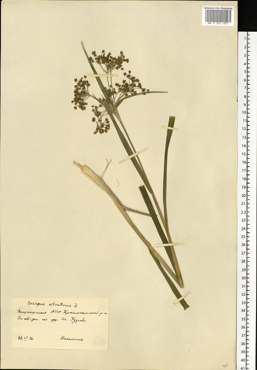 Scirpus sylvaticus L., Eastern Europe, Eastern region (E10) (Russia)