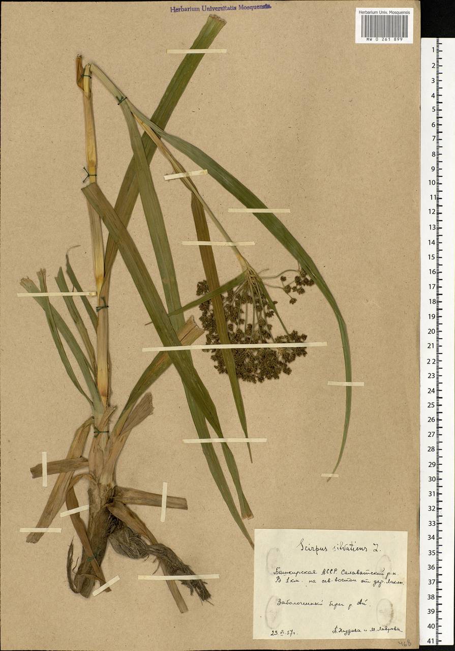 Scirpus sylvaticus L., Eastern Europe, Eastern region (E10) (Russia)