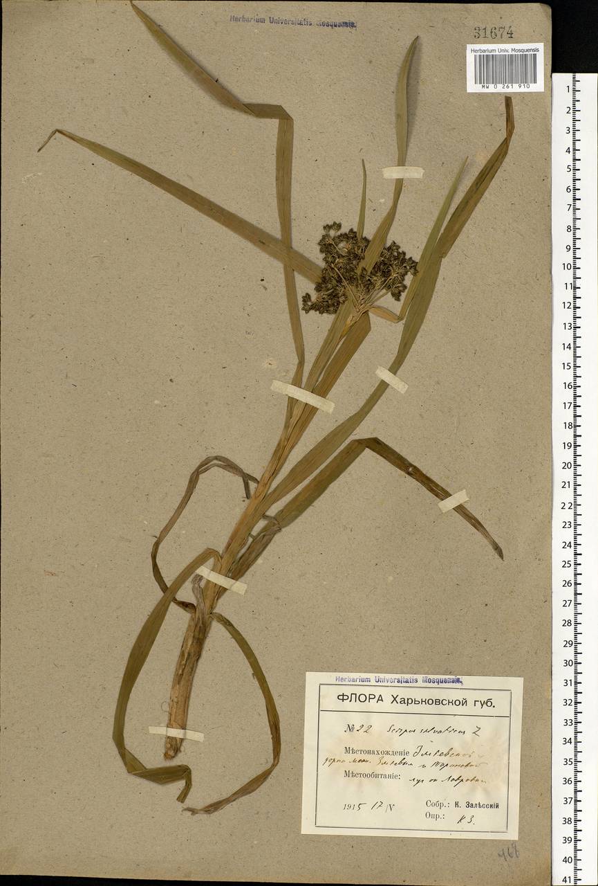 Scirpus sylvaticus L., Eastern Europe, North Ukrainian region (E11) (Ukraine)