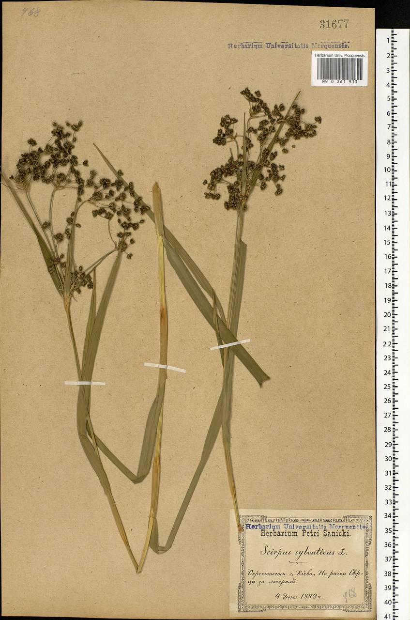 Scirpus sylvaticus L., Eastern Europe, South Ukrainian region (E12) (Ukraine)