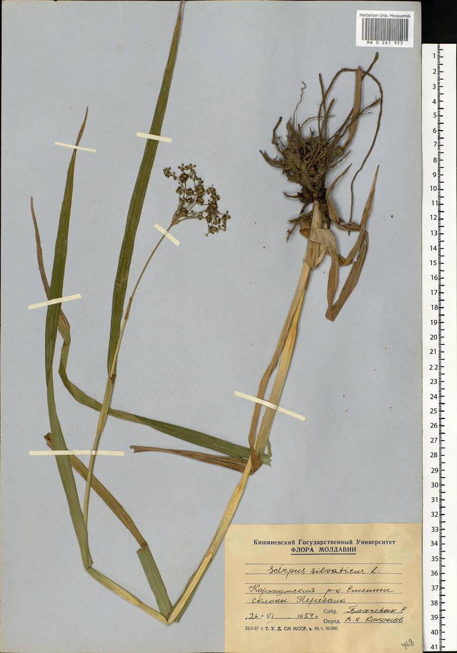 Scirpus sylvaticus L., Eastern Europe, Moldova (E13a) (Moldova)