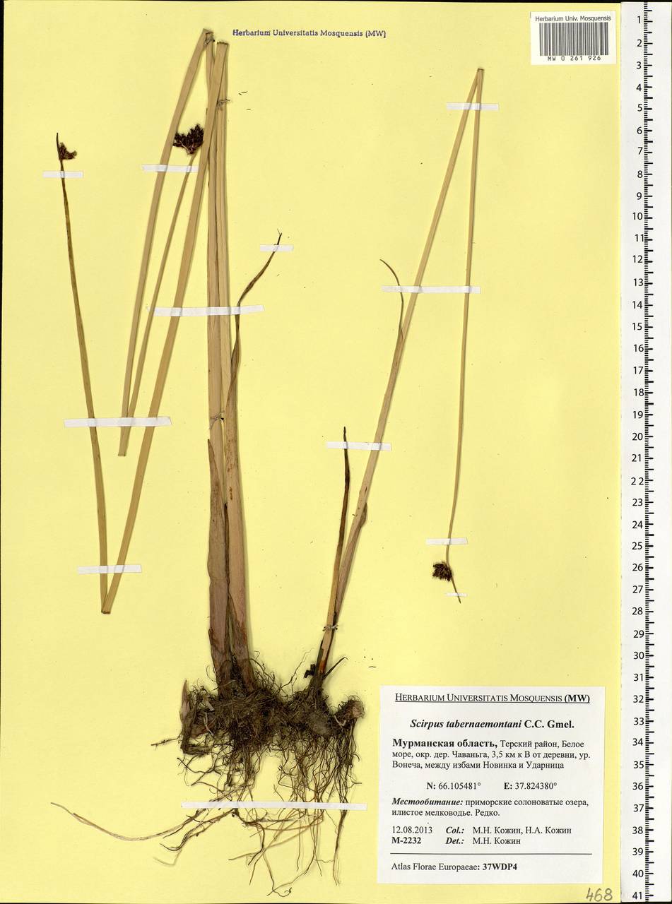 Schoenoplectus tabernaemontani (C.C.Gmel.) Palla, Eastern Europe, Northern region (E1) (Russia)