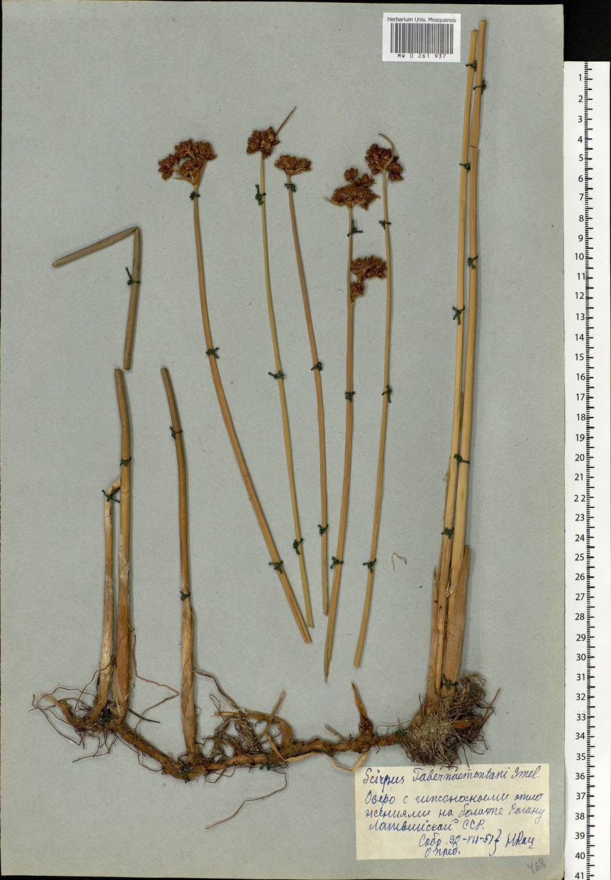 Schoenoplectus tabernaemontani (C.C.Gmel.) Palla, Eastern Europe, Latvia (E2b) (Latvia)