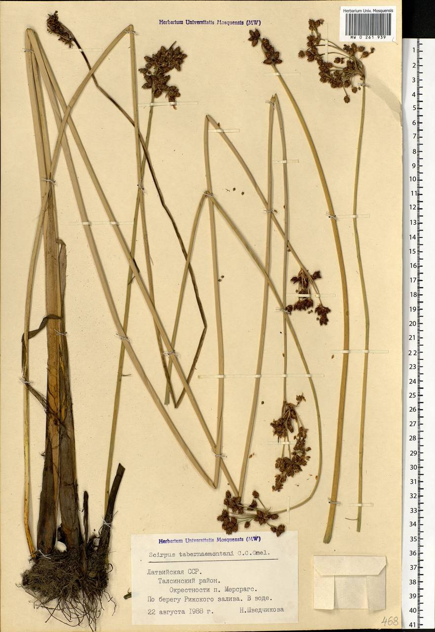 Schoenoplectus tabernaemontani (C.C.Gmel.) Palla, Eastern Europe, Latvia (E2b) (Latvia)