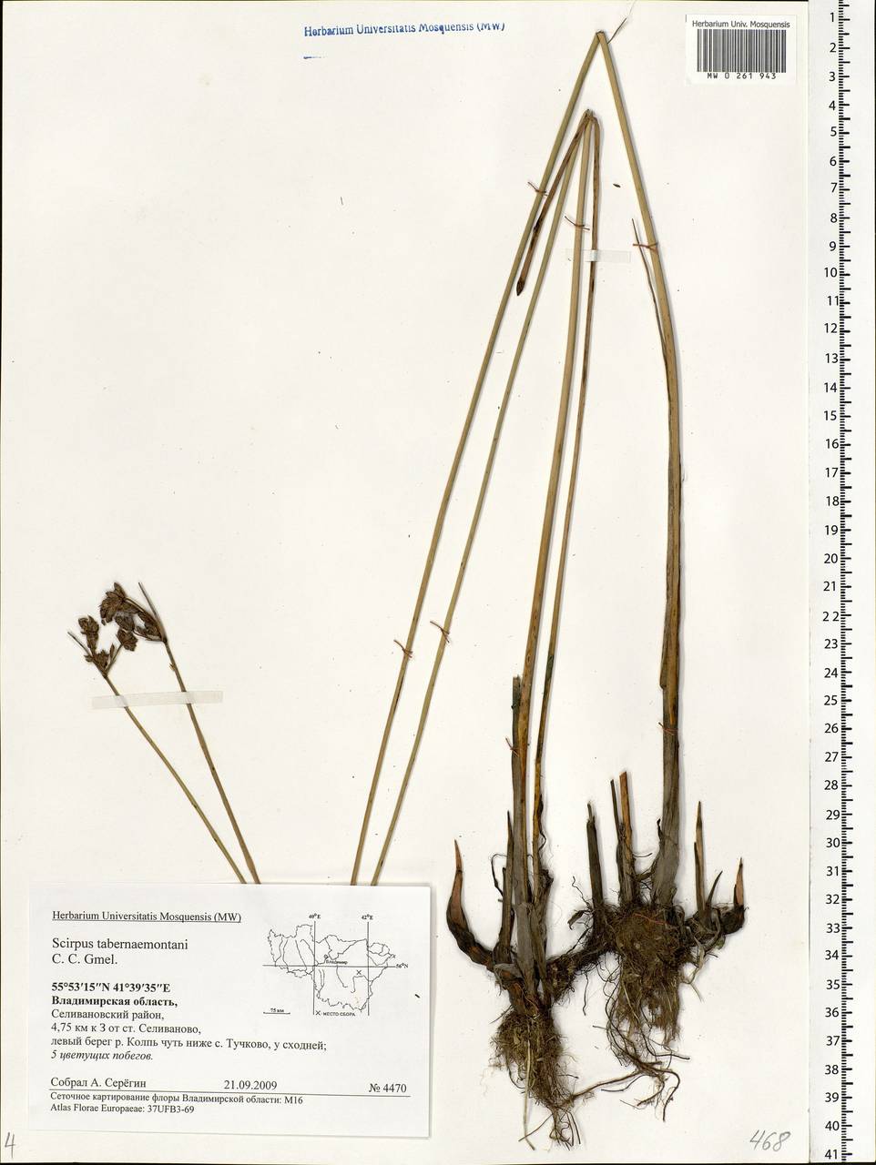Schoenoplectus tabernaemontani (C.C.Gmel.) Palla, Eastern Europe, Central region (E4) (Russia)