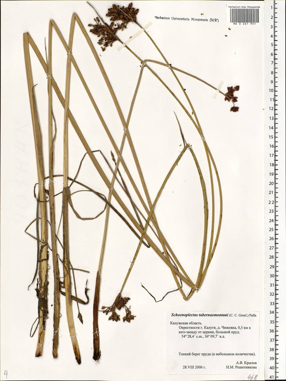 Schoenoplectus tabernaemontani (C.C.Gmel.) Palla, Eastern Europe, Central region (E4) (Russia)