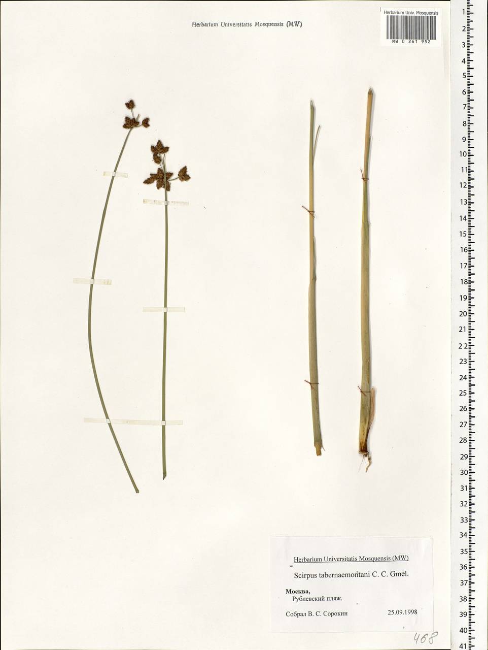 Schoenoplectus tabernaemontani (C.C.Gmel.) Palla, Eastern Europe, Moscow region (E4a) (Russia)