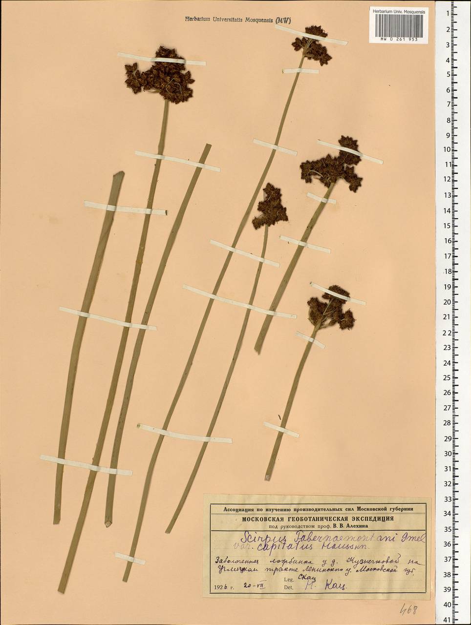 Schoenoplectus tabernaemontani (C.C.Gmel.) Palla, Eastern Europe, Moscow region (E4a) (Russia)