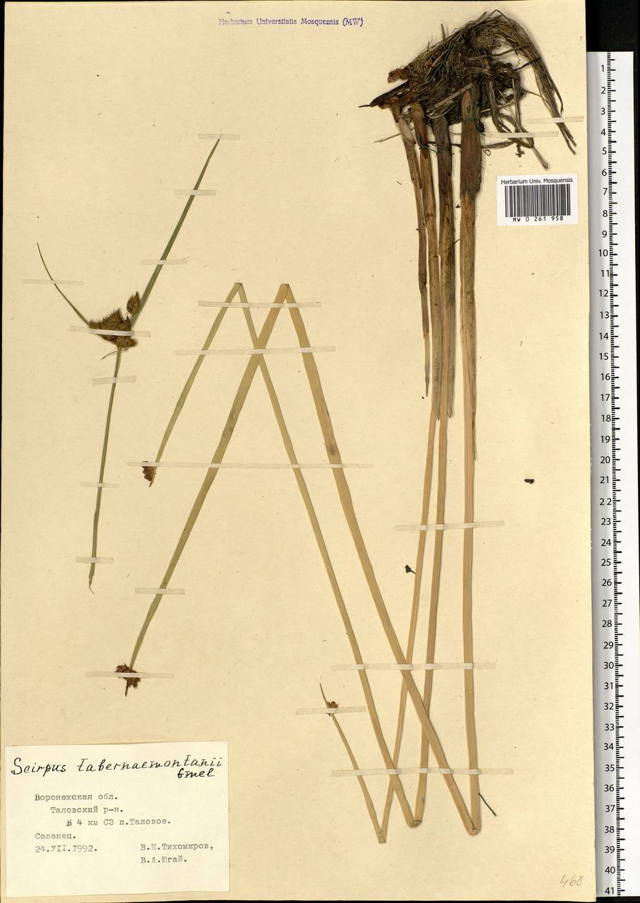 Schoenoplectus tabernaemontani (C.C.Gmel.) Palla, Eastern Europe, Central forest-and-steppe region (E6) (Russia)