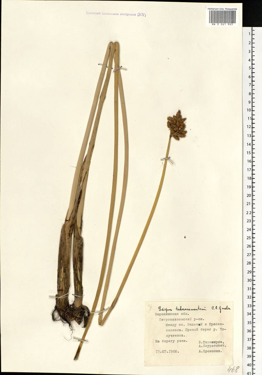 Schoenoplectus tabernaemontani (C.C.Gmel.) Palla, Eastern Europe, Central forest-and-steppe region (E6) (Russia)